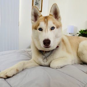 Meet your Posher, Thu han